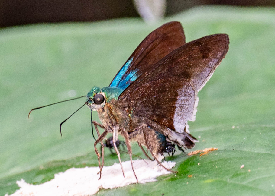 The butterfly Telegonus alardus alardus photographed in Mt. Palmatambo, Pozuzo,Peru