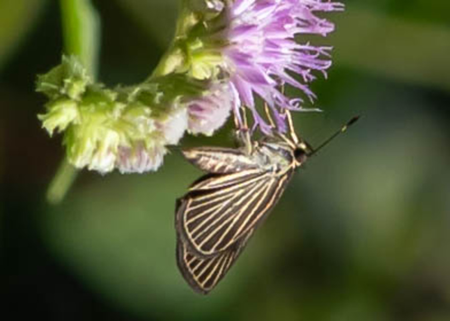 The butterfly Apaustus gracilis photographed in Mt. Palmatambo, Pozuzo,Peru