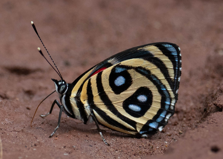 The butterfly Catagramma pyracmon peristera photographed in Mt. Palmatambo, Pozuzo,Peru