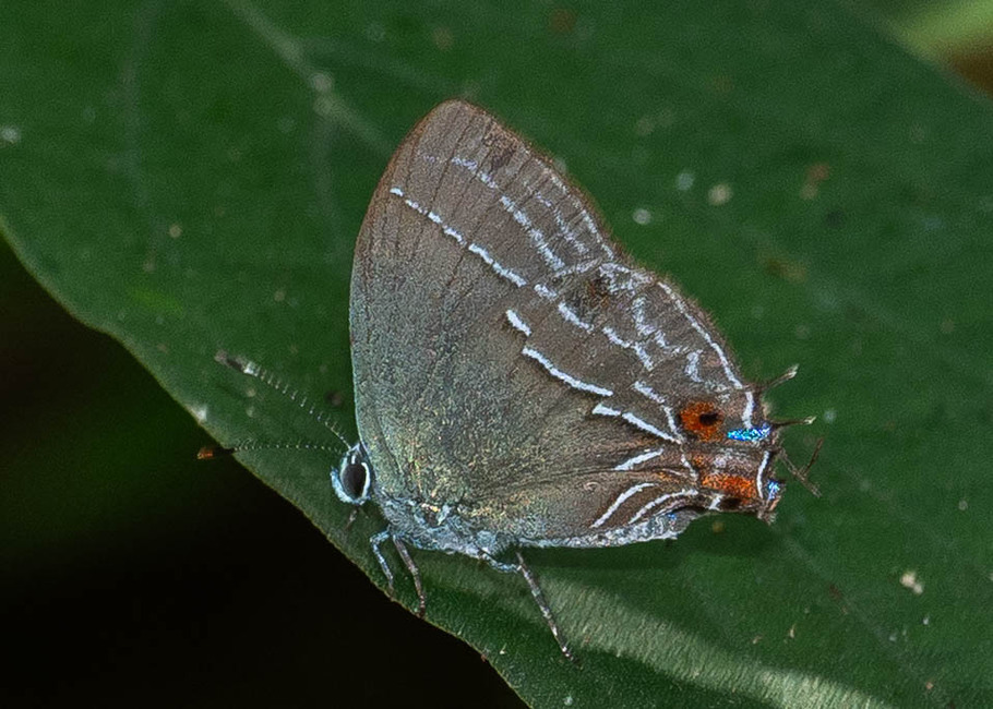 The butterfly Phothecla thespia (rare) photographed in Mt. Palmatambo, Pozuzo,Peru