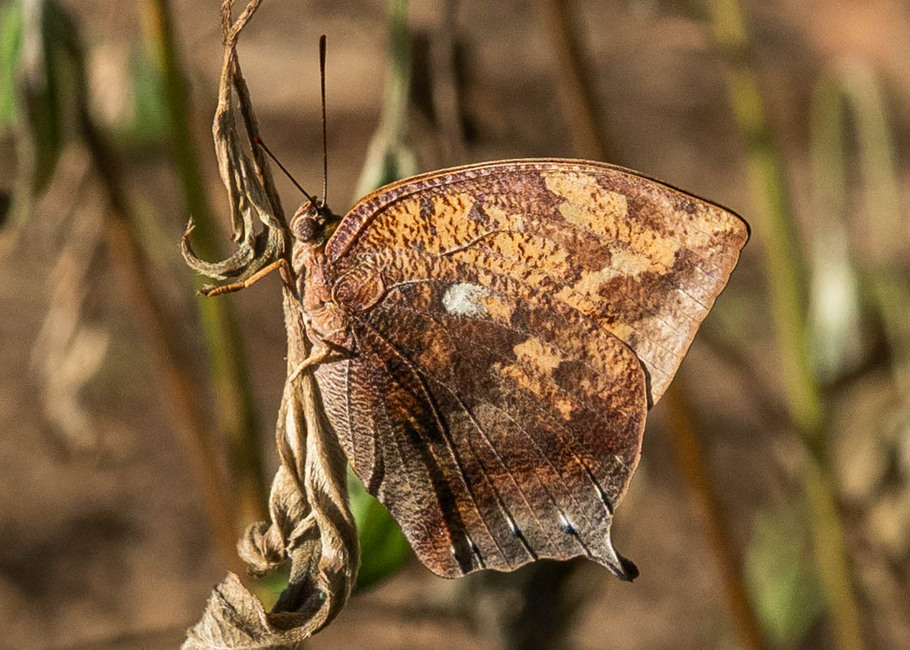 The butterfly Fountainea ryphea ryphea photographed in Picuroyacu, Iquitos,Peru