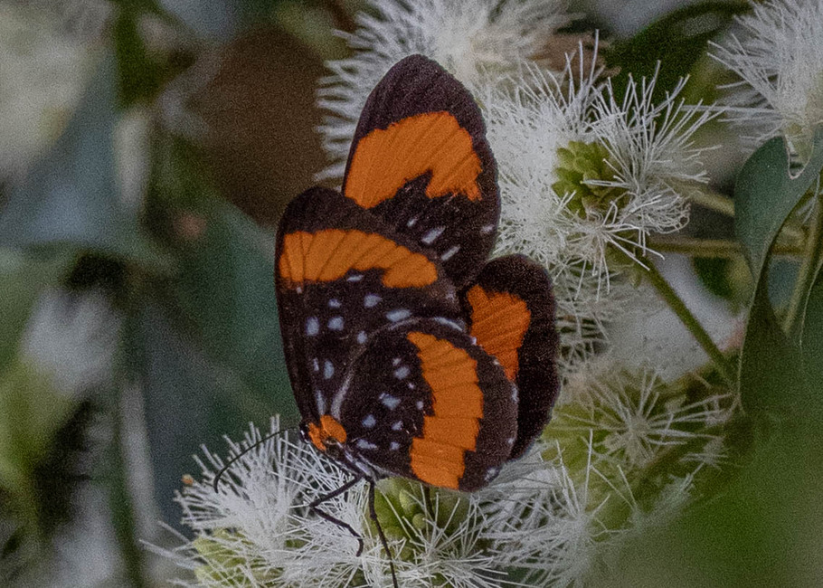 The butterfly Stalachtis euterpe latefasciata photographed in Picuroyacu, Iquitos,Peru