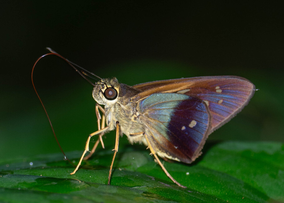 The butterfly Calpodes (Saliana) salius photographed in Picuroyacu, Iquitos,Peru