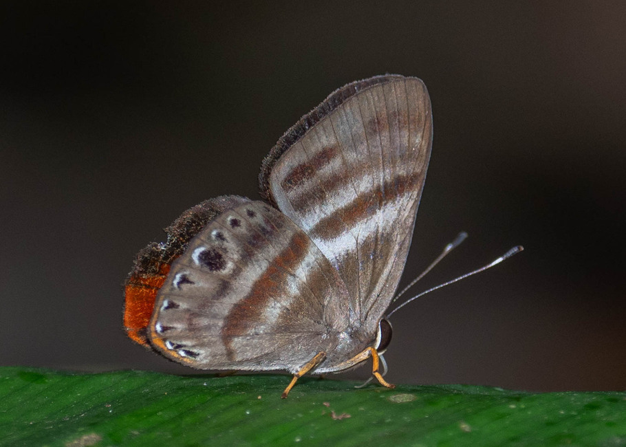 The butterfly Pelolasia melaphaea melaphaea photographed in Picuroyacu, Iquitos,Peru