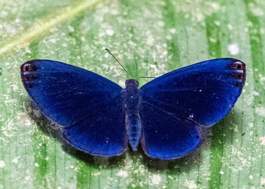 The butterfly Metacharis regalis indissimilis photographed in Picuroyacu, Iquitos,Peru