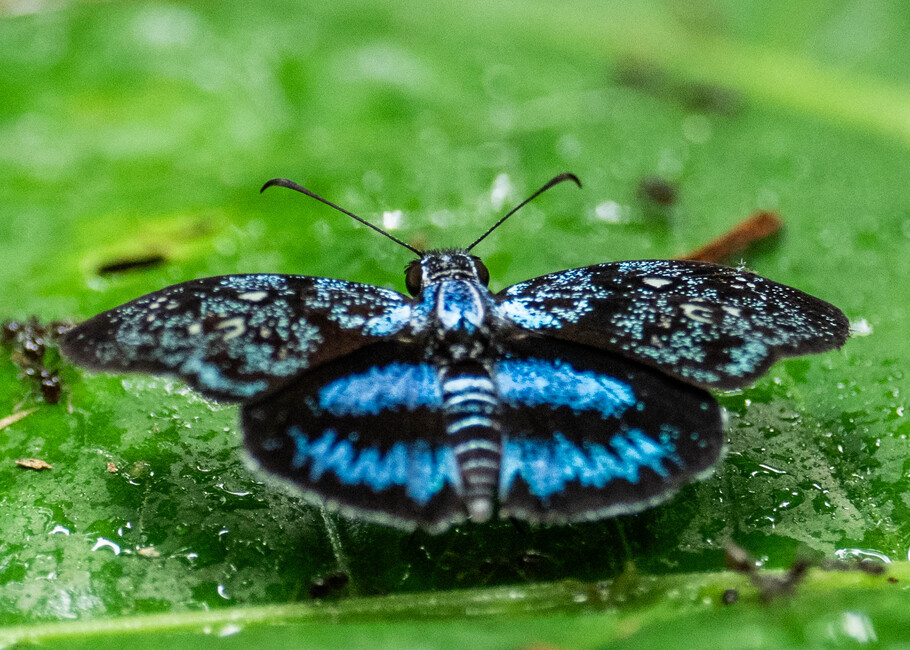 The butterfly Festivia festiva photographed in Picuroyacu, Iquitos,Peru