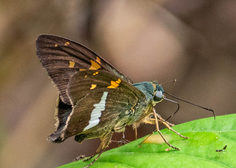 The butterfly Aguna latifascia photographed in Picuroyacu, Iquitos,Peru
