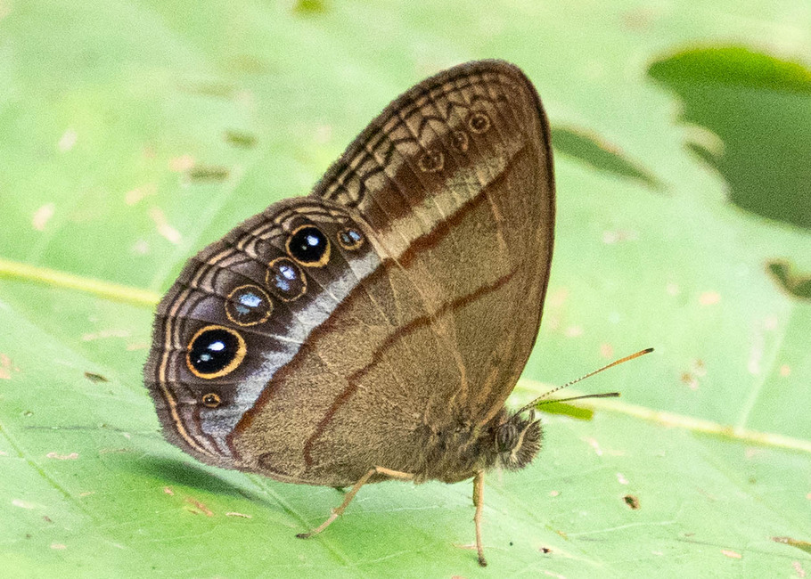 The butterfly Malaveria maepius photographed in Picuroyacu, Iquitos,Peru