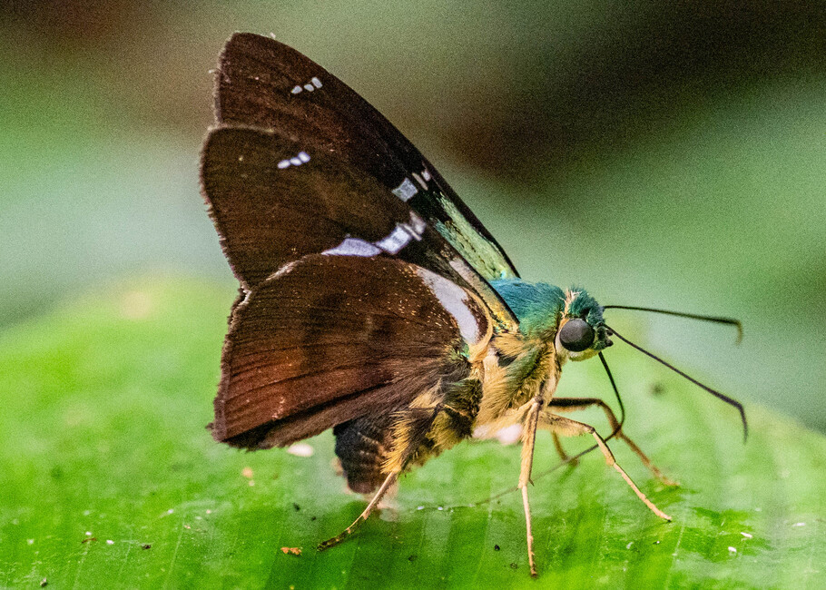 The butterfly Telegonus fulgerator photographed in Picuroyacu, Iquitos,Peru