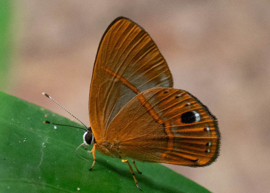 The butterfly Euselasia euoras photographed in Picuroyacu, Iquitos,Peru