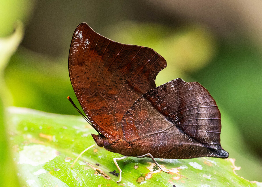 The butterfly Zaretis isidora photographed in Pillahuata, Manu Road,Peru