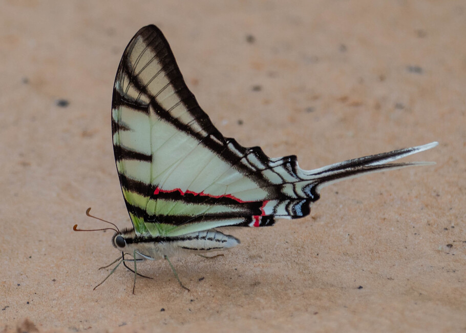 The butterfly Protesilaus telesilaus photographed in Picuroyacu, Iquitos,Peru