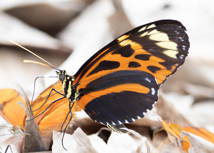 The butterfly Heliconius hecale humboldti photographed in Picuroyacu, Iquitos,Peru
