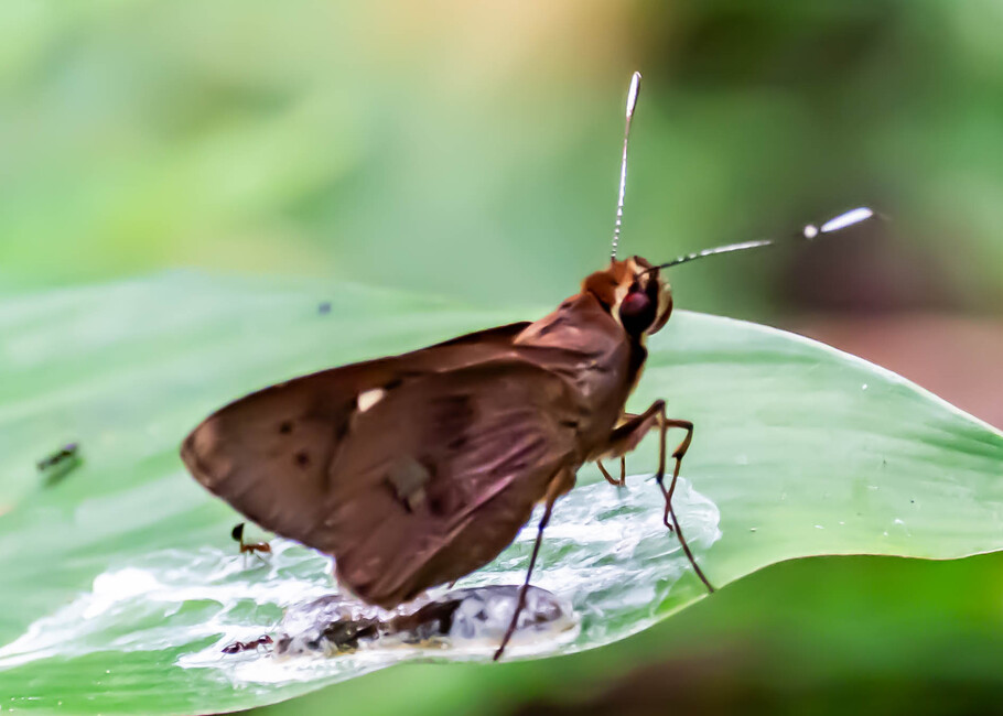 The butterfly Carystoides yenna photographed in Picuroyacu, Iquitos,Peru