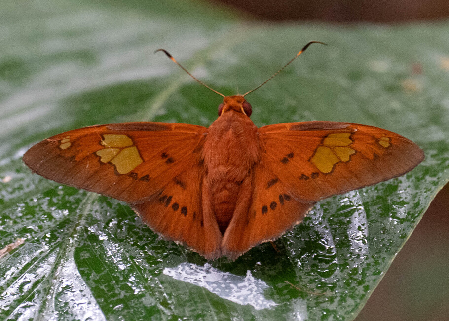 The butterfly Euriphellus euribates photographed in Picuroyacu, Iquitos,Peru