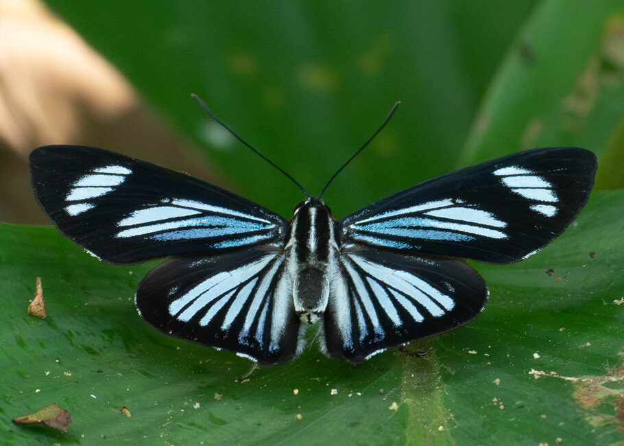 The butterfly Thisbe (Uraneis) hyalina photographed in Picuroyacu, Iquitos,Peru