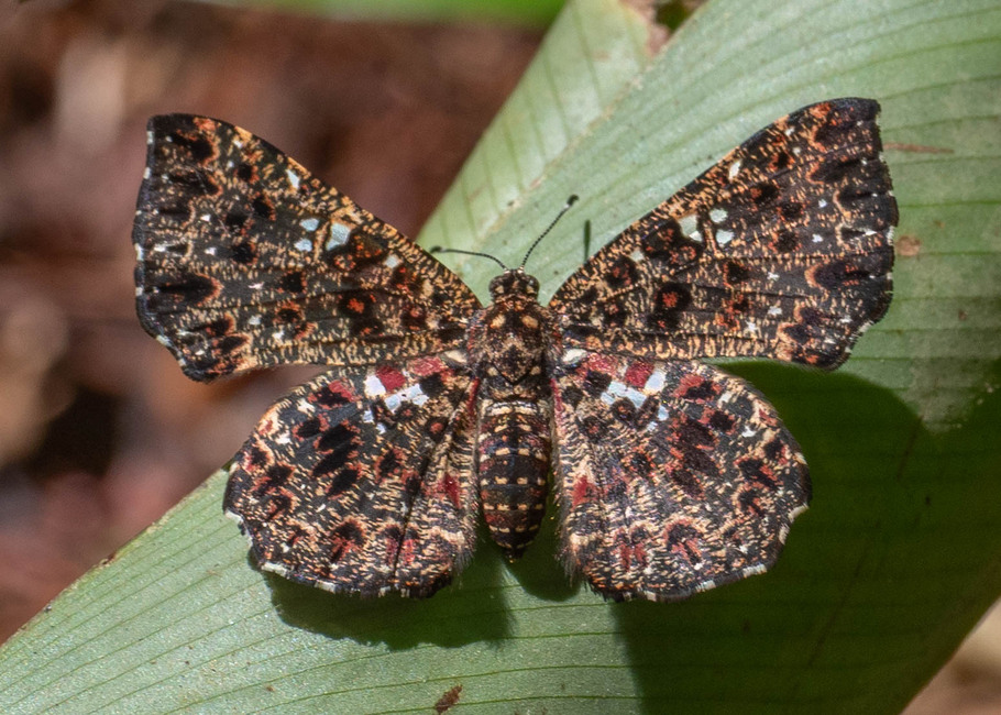 The butterfly Calydna nicolayi photographed in Picuroyacu, Iquitos,Peru