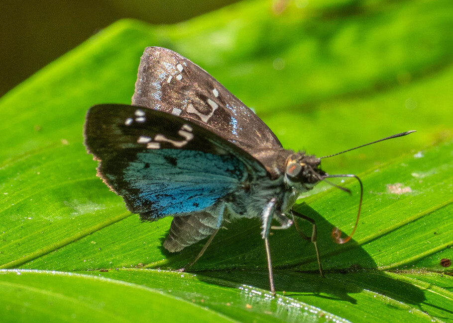 The butterfly Quadrus cerialis photographed in Picuroyacu, Iquitos,Peru