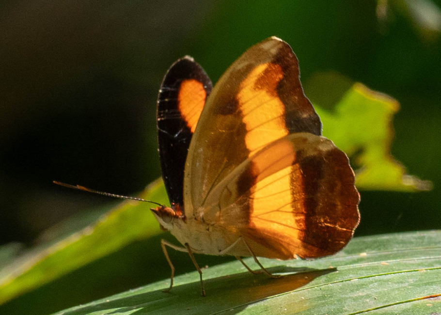 The butterfly Catonephele salacia photographed in Picuroyacu, Iquitos,Peru