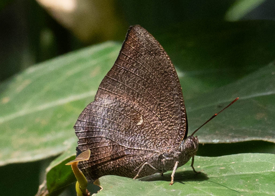 The butterfly Memphis glauce photographed in Picuroyacu, Iquitos,Peru