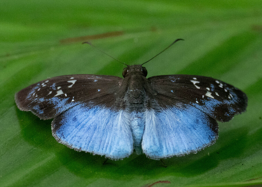 The butterfly Livida assecla photographed in Picuroyacu, Iquitos,Peru
