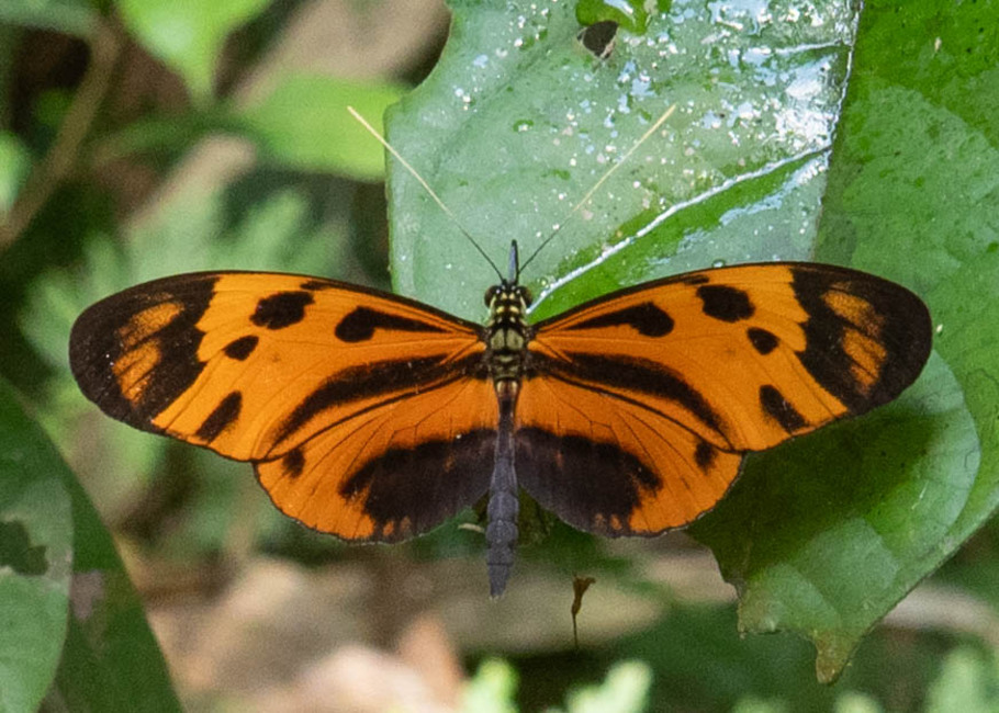The butterfly Heliconius numata lyrcaeus photographed in Picuroyacu, Iquitos,Peru