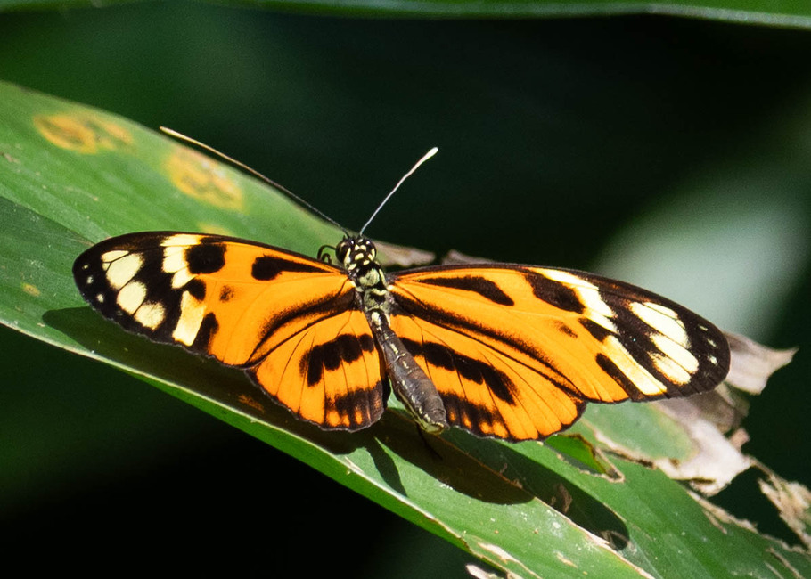 The butterfly Heliconius numata aurora photographed in Picuroyacu, Iquitos,Peru