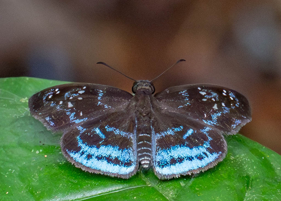 The butterfly Quadrus contubernalis contubernalis photographed in Picuroyacu, Iquitos,Peru