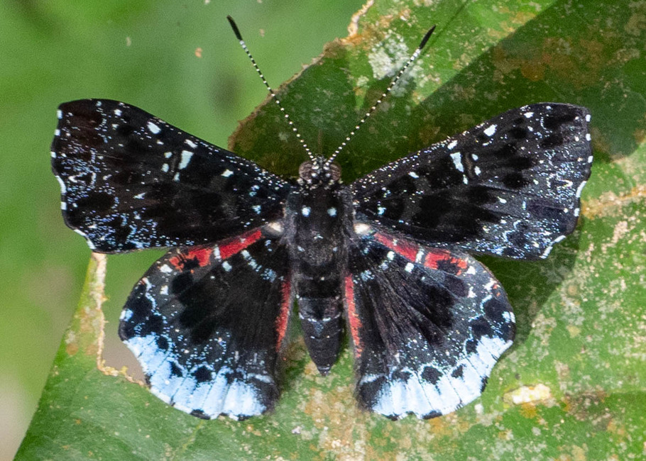 The butterfly Calydna thersander photographed in Picuroyacu, Iquitos,Peru