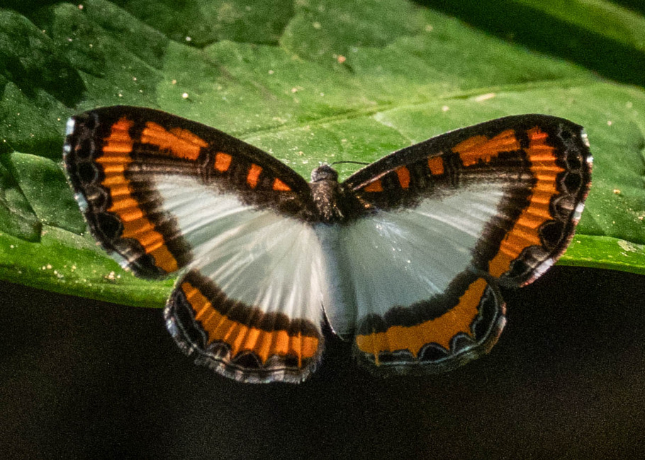 The butterfly Nymphidium caricae photographed in Picuroyacu, Iquitos,Peru