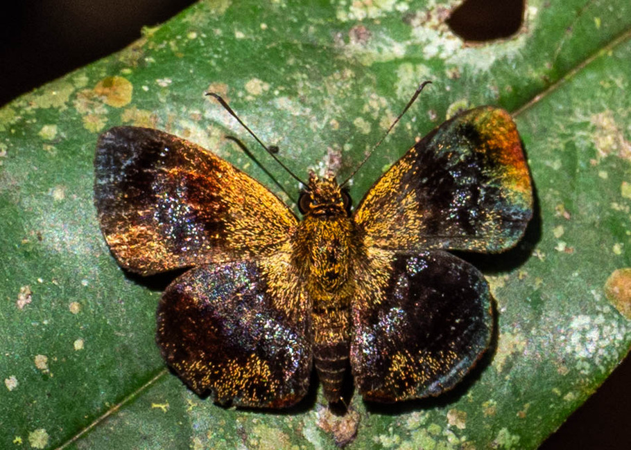 The butterfly Plumbago plumbago photographed in Picuroyacu, Iquitos,Peru