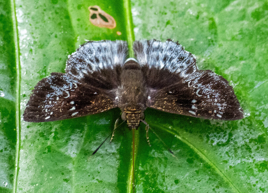 The butterfly Eracon clinias photographed in Picuroyacu, Iquitos,Peru
