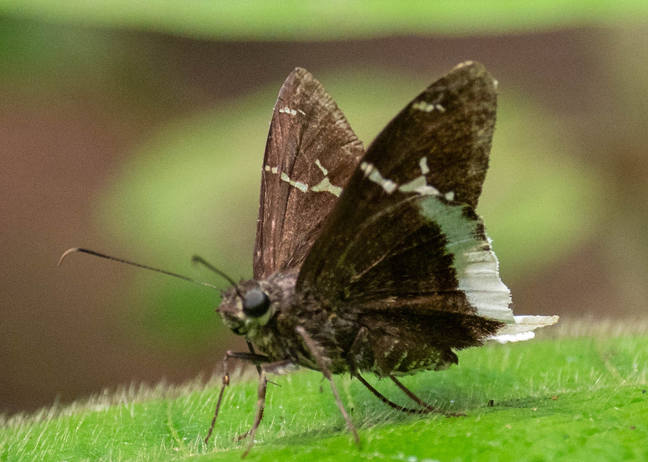 The butterfly Cecropterus doryssus doryssus photographed in Picuroyacu, Iquitos,Peru