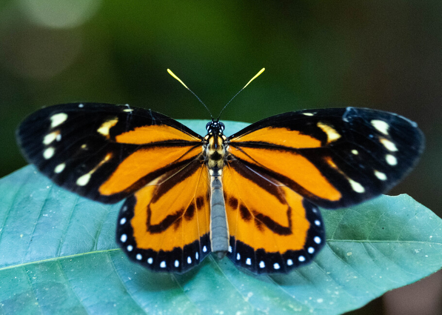 The butterfly Lycorea halia pales photographed in Picuroyacu, Iquitos,Peru