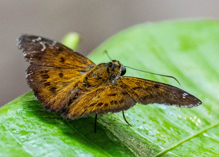 The butterfly Telemiades epicalus photographed in Picuroyacu, Iquitos,Peru
