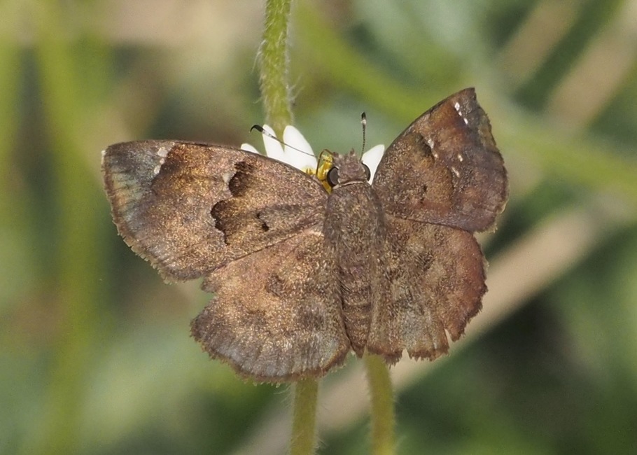 The butterfly Sarangesa loelius photographed in Murchison River lodge,Uganda