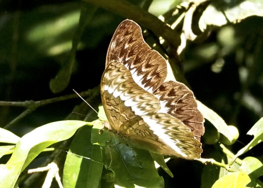 The butterfly Cymothoe caenis photographed in Kibale Forest N.P.,Uganda