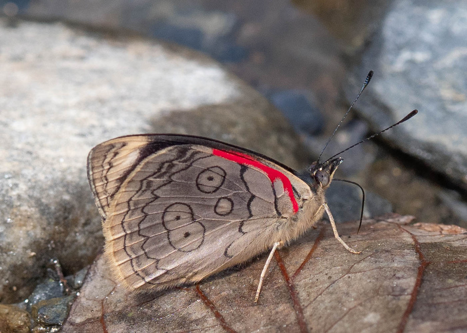 The butterfly Diaethria ceryx photographed in Vilcabamba, Capamaco,Ecuador