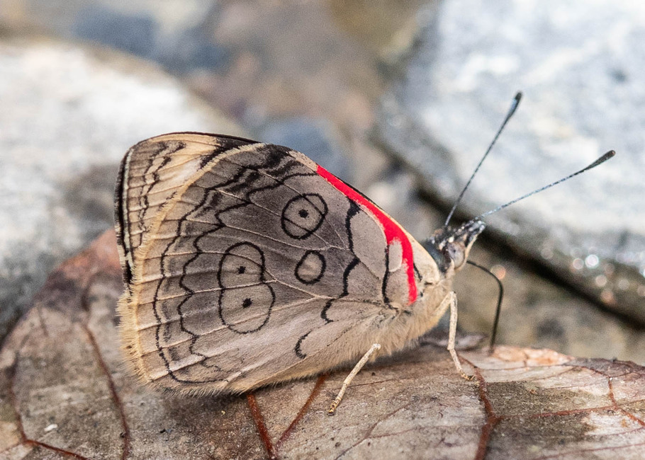 The butterfly Diaethria ceryx photographed in Vilcabamba, Capamaco,Ecuador