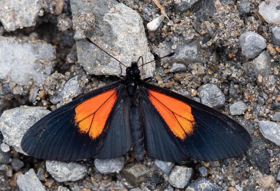 The butterfly Actinote tenebrosa photographed in Vilcabamba, Capamaco,Ecuador
