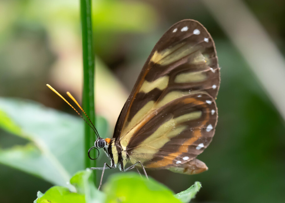The butterfly Ithomia cleora photographed in Rumi Wilco Nature Reserve,Ecuador