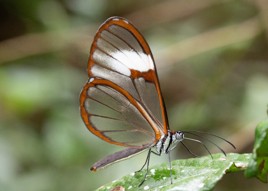 The butterfly Pagyris cymothoe sylvella photographed in Vilcabamba, Capamaco,Ecuador