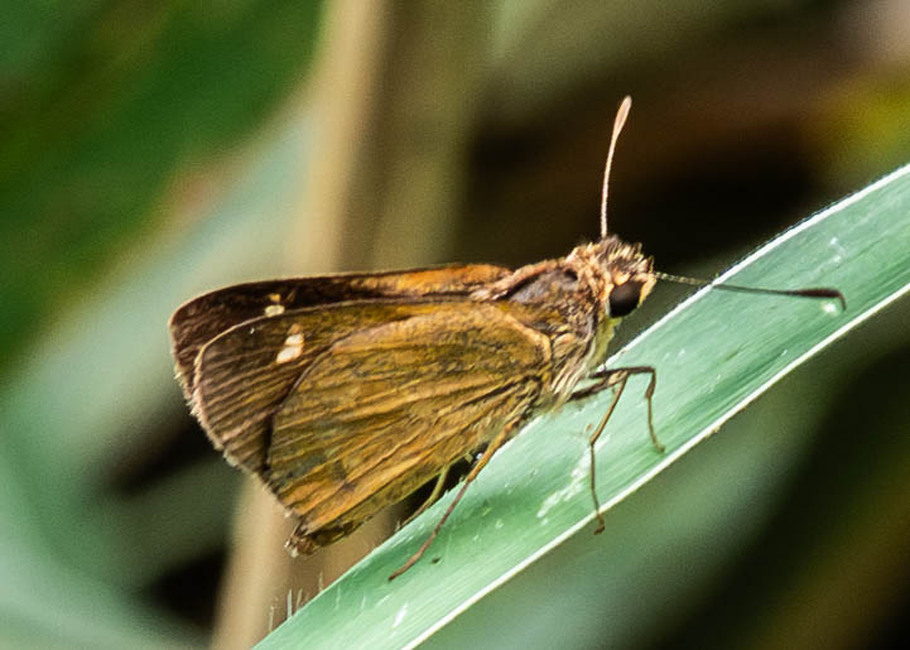 The butterfly Vehilius limae photographed in Rumi Wilco Nature Reserve,Ecuador