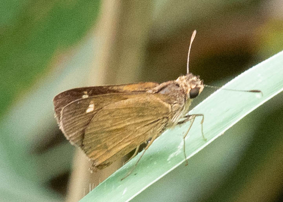 The butterfly Vehilius cf. limae photographed in Rumi Wilco Nature Reserve,Ecuador