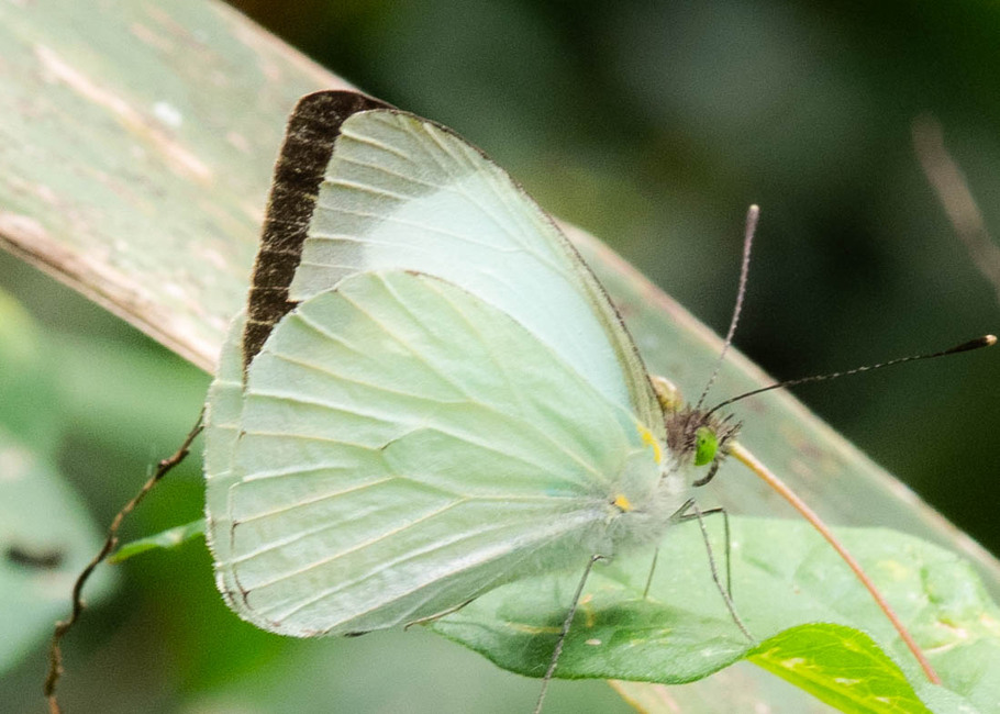 The butterfly Leptophobia aripa aripa photographed in Rumi Wilco Nature Reserve,Ecuador