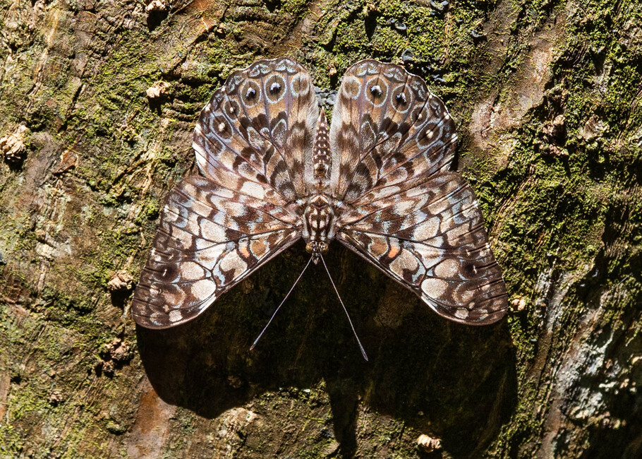 The butterfly Hamadryas fornax photographed in Rumi Wilco Nature Reserve,Ecuador
