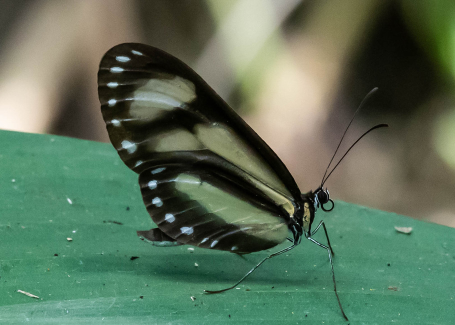 The butterfly Scada kusa photographed in Rumi Wilco Nature Reserve,Ecuador