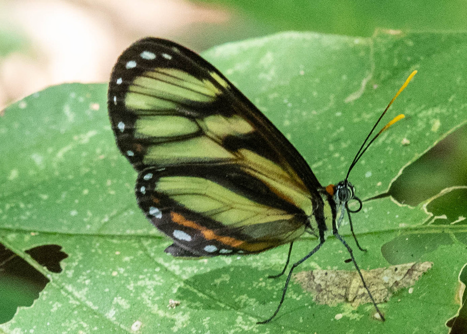 The butterfly Ithomia cleora photographed in Rumi Wilco Nature Reserve,Ecuador