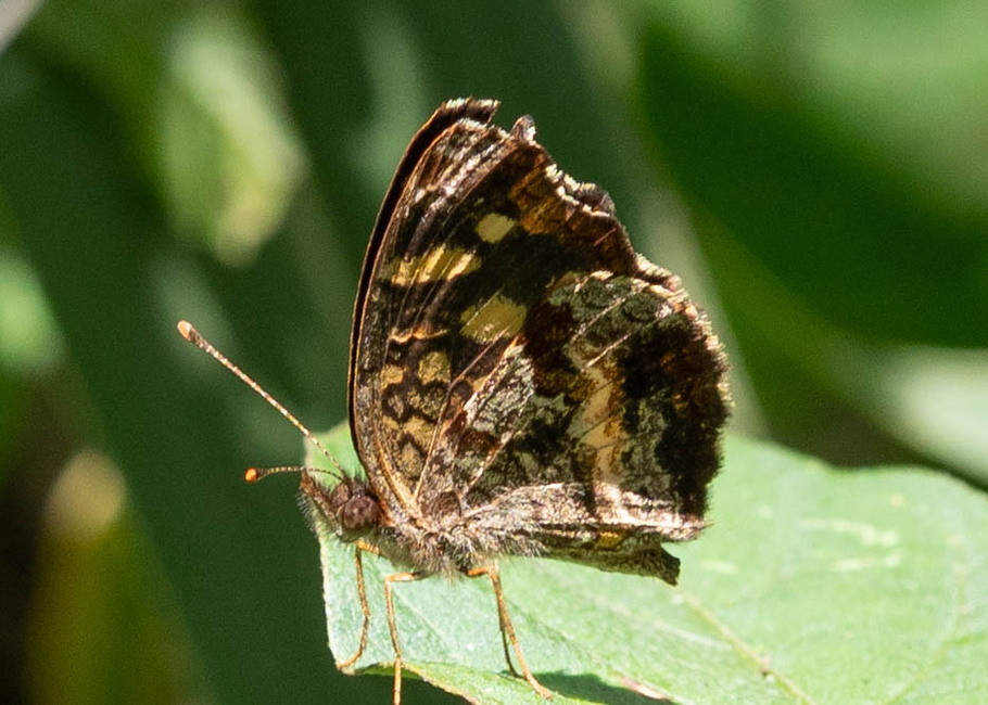 The butterfly Anthanassa drusilla drusilla photographed in Rumi Wilco Nature Reserve,Ecuador