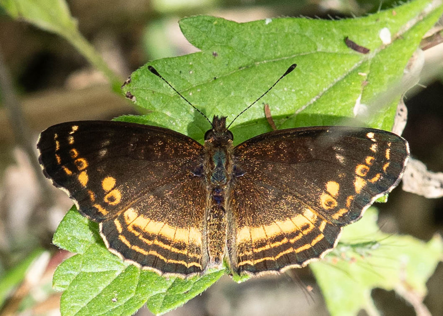 The butterfly Telenassa flavocincta photographed in Rumi Wilco Nature Reserve,Ecuador